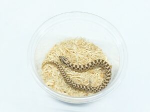 セイブシシバナヘビ（ヘテロピンクパステルアルビノ）