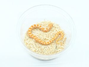 セイブシシバナヘビ(アルビノコンダ)