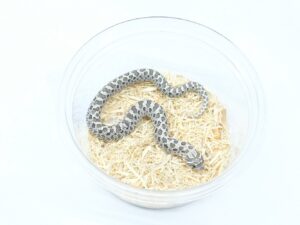 セイブシシバナヘビ（アザンティック）