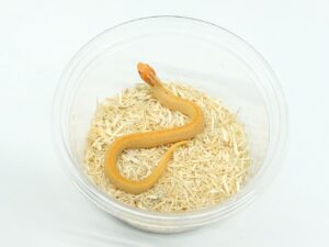 セイブシシバナヘビ（アルビノスーパーコンダ）