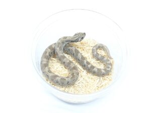 セイブシシバナヘビ（アザンコンダ）“No,2”