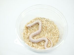 セイブシシバナヘビ（スノー）