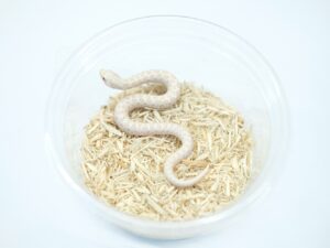 セイブシシバナヘビ（スノー）