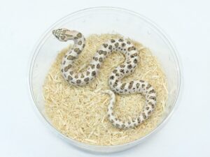 セイブシシバナヘビ（スーパーアークティック）