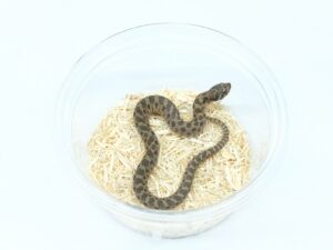 セイブシシバナヘビ（セーブル）