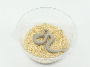 セイブシシバナヘビ（アザンスーパーコンダ）