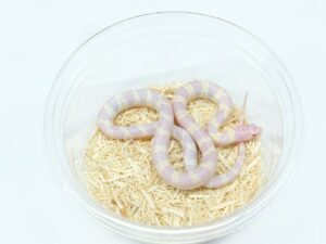 カリフォルニアキングスネーク（ハイパーメラニスティックアルビノ）“No,1”