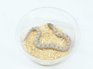 セイブシシバナヘビ（ラベンダーコンダ）“No,2”