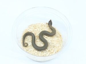 セイブシシバナヘビ（セーブルスーパーコンダ）