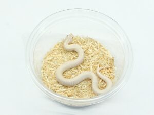 セイブシシバナヘビ（スーパーイエティ）