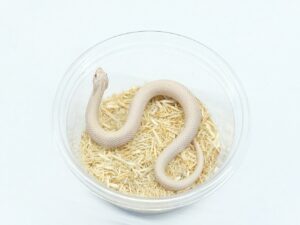 セイブシシバナヘビ（スーパーイエティ）