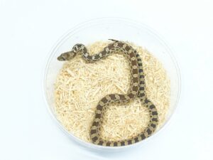 ブルスネーク（ハイポヘテロアザン＆パターンレス）