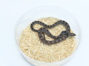 ブルスネーク（アザンヘテロハイポ＆パターンレス）