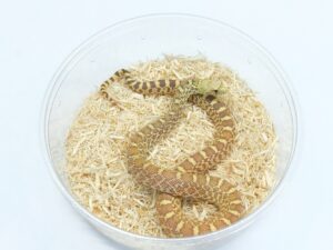 ブルスネーク（スティルウォーターハイポヘテロアルビノ）