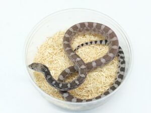 ブルスネーク（スティルウォーターハイポDHアネリ＆パターンレス、アネリDHパターンレス＆スティルウォーターパターンレス）