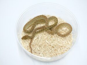 カワリシノビヘビ“No,1”