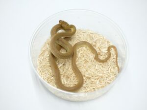 カワリシノビヘビ“No,2”