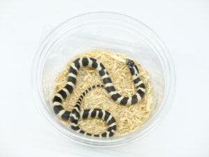 カリフォルニアキングスネーク（コースタルバンデッド）