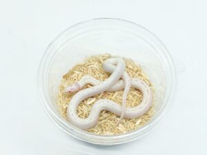 カリフォルニアキングスネーク（ハイホワイトアルビノ）“No,1”