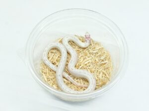 カリフォルニアキングスネーク（ハイホワイトアルビノ）“No,2”