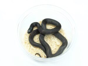 カリフォルニアキングスネーク（ハイパーメラニスティック）