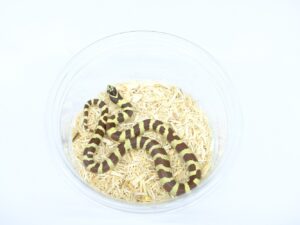 カリフォルニアキングスネーク(Palomar Airport)“No,2”