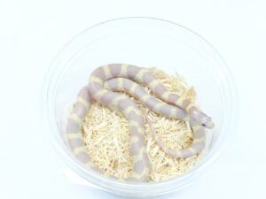 カリフォルニアキングスネーク（ラベンダーヘテロハイパーメラニスティック）