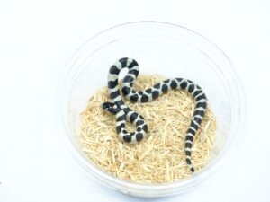 カリフォルニアキングスネーク（コースタルバンデッド）“No,1”