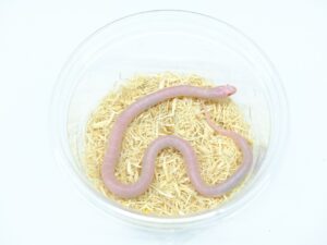 カリフォルニアキングスネーク（スノー）