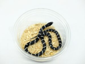 カリフォルニアキングスネーク（Lake Havas）