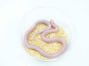 カリフォルニアキングスネーク（アルビノラベンダーヘテロハイパーメラニスティック）