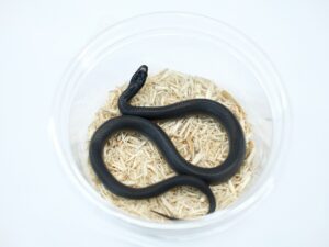 メキシカンブラックキングスネーク