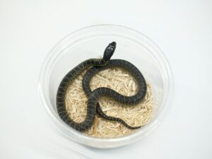 デザートキングスネーク（ノーマル）“No,2”