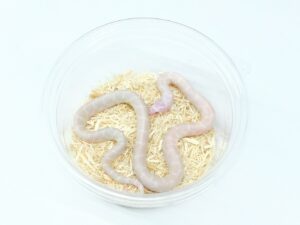 デザートキングスネーク（スノー）