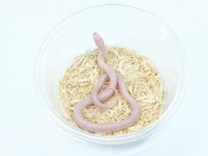 デザートキングスネーク（スノー）