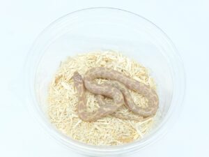 フロリダキングスネーク（T＋アルビノモザイク）