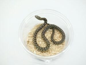 サウスフロリダキングスネーク（ノーマル）