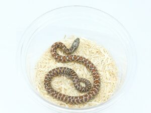 サウスフロリダキングスネーク（ハイポ）