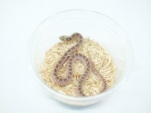 サウスフロリダキングスネーク（ホワイトサイド）