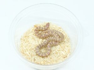 サウスフロリダキングスネーク（ラベンダー）