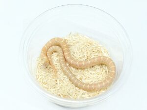 サウスフロリダキングスネーク（T－アルビノ）