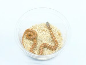 サウスフロリダキングスネーク（ハイポヘテロアネリ）