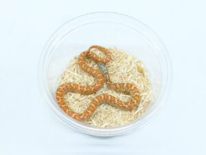 サウスフロリダキングスネーク（ハイポヘテロアネリ）