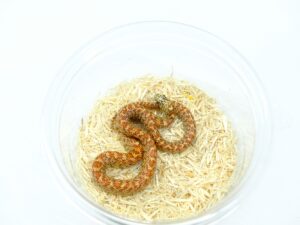 サウスフロリダキングスネーク（レッドハイポ）