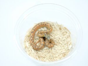 サウスフロリダキングスネーク（ハイレッドモザイク）