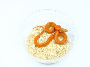 サウスフロリダキングスネーク（ウルトラモザイク）“No,1”