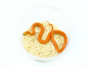 サウスフロリダキングスネーク(ウルトラモザイクパターンレス)