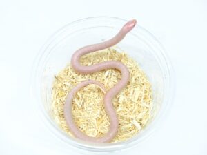 サウスフロリダキングスネーク(アルベセント)