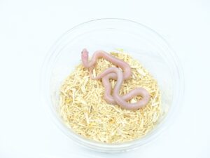 サウスフロリダキングスネーク（アルベセント）