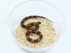 ファイアークラッカーキングスネーク